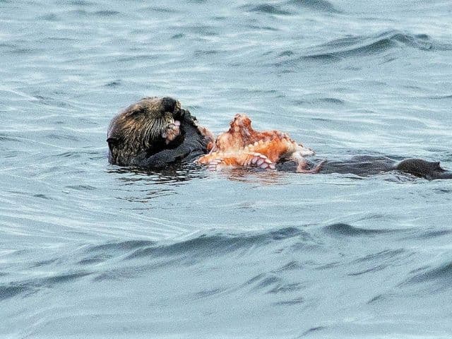 4 Hour Enduring Whale & Wildlife Tour