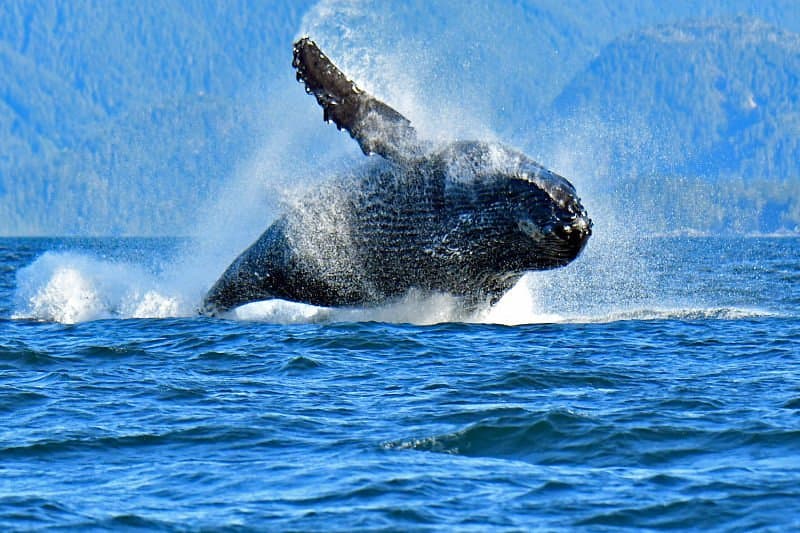 4 Hour Enduring Whale & Wildlife Tour
