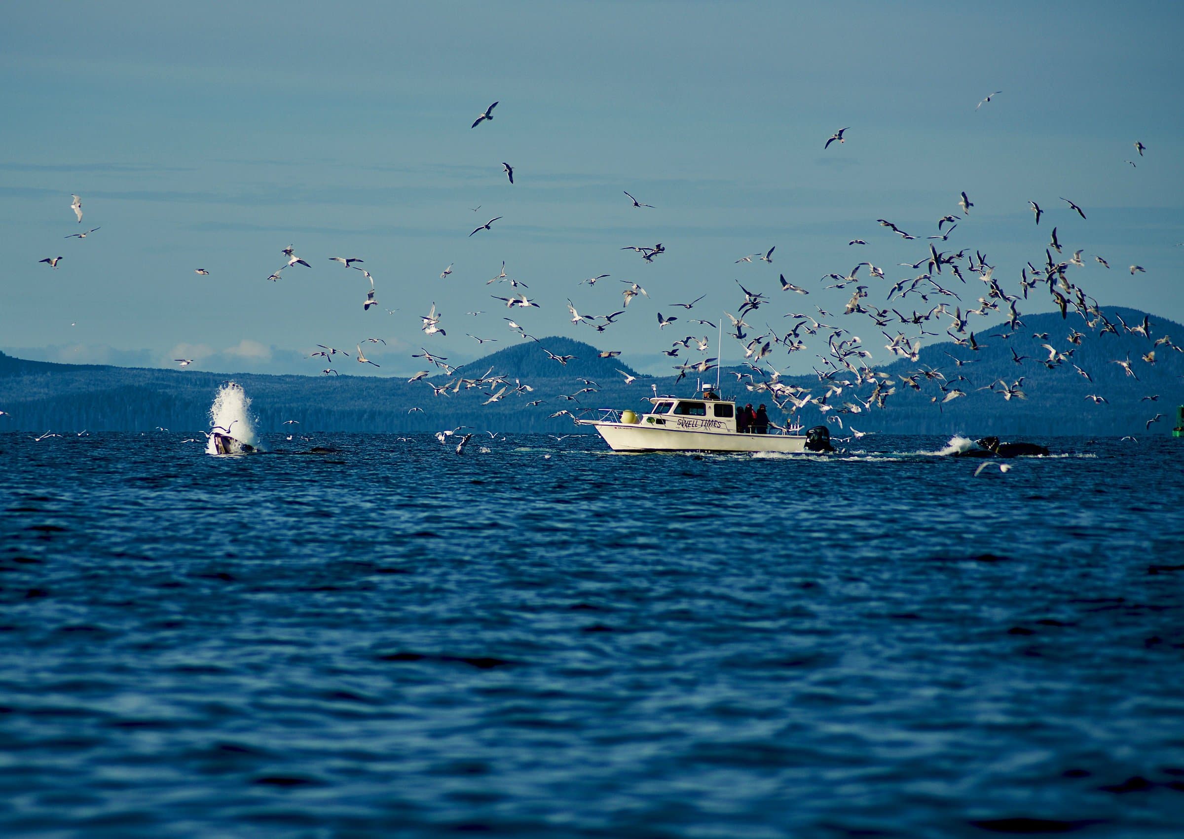 4 Hour Enduring Whale & Wildlife Tour