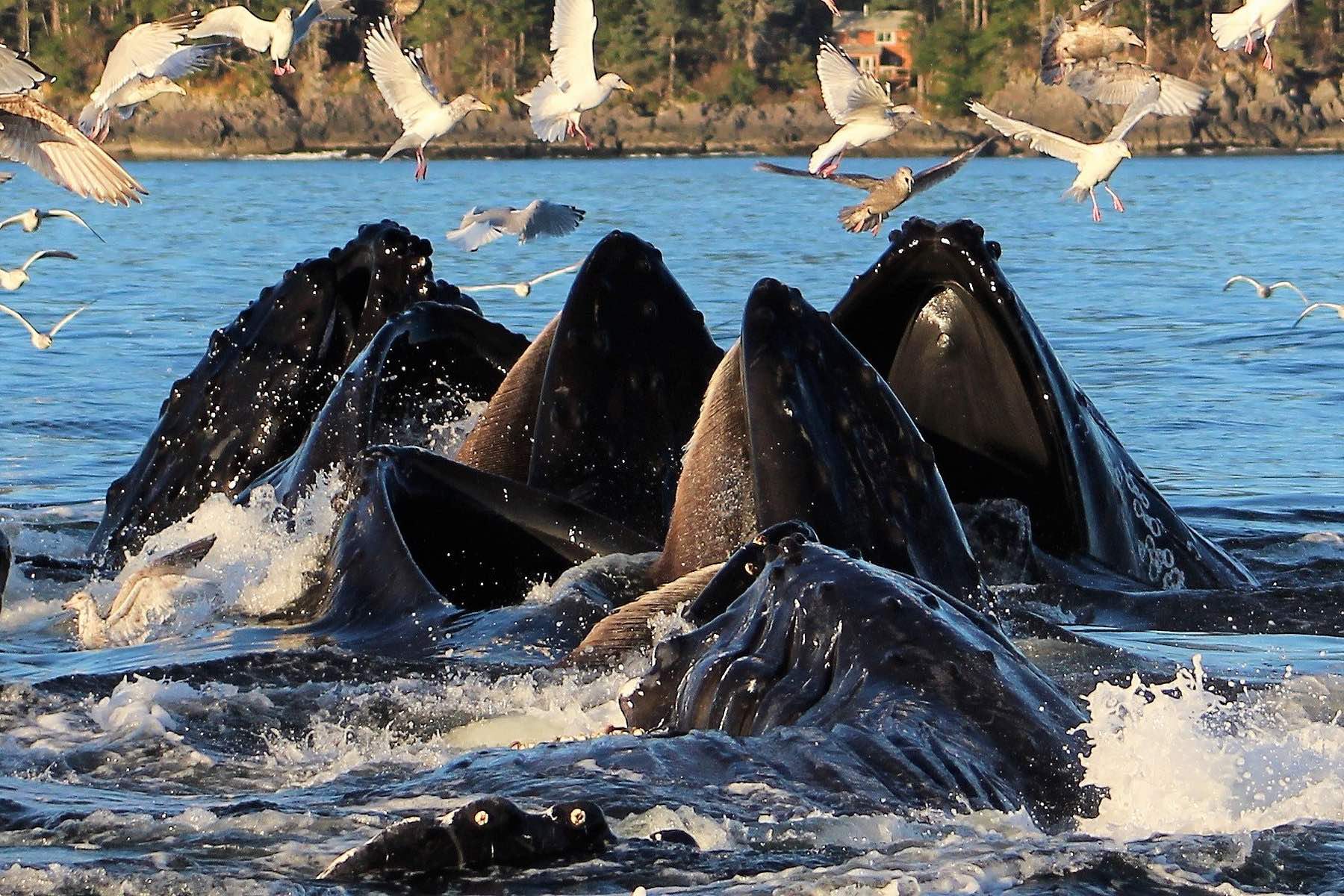 4 Hour Enduring Whale & Wildlife Tour