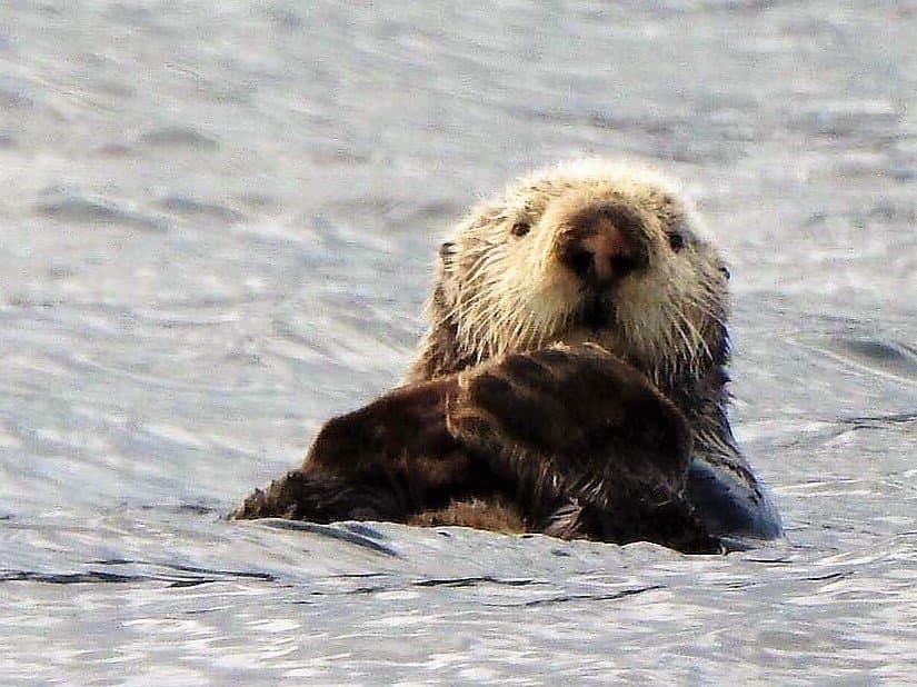 4 Hour Enduring Whale & Wildlife Tour