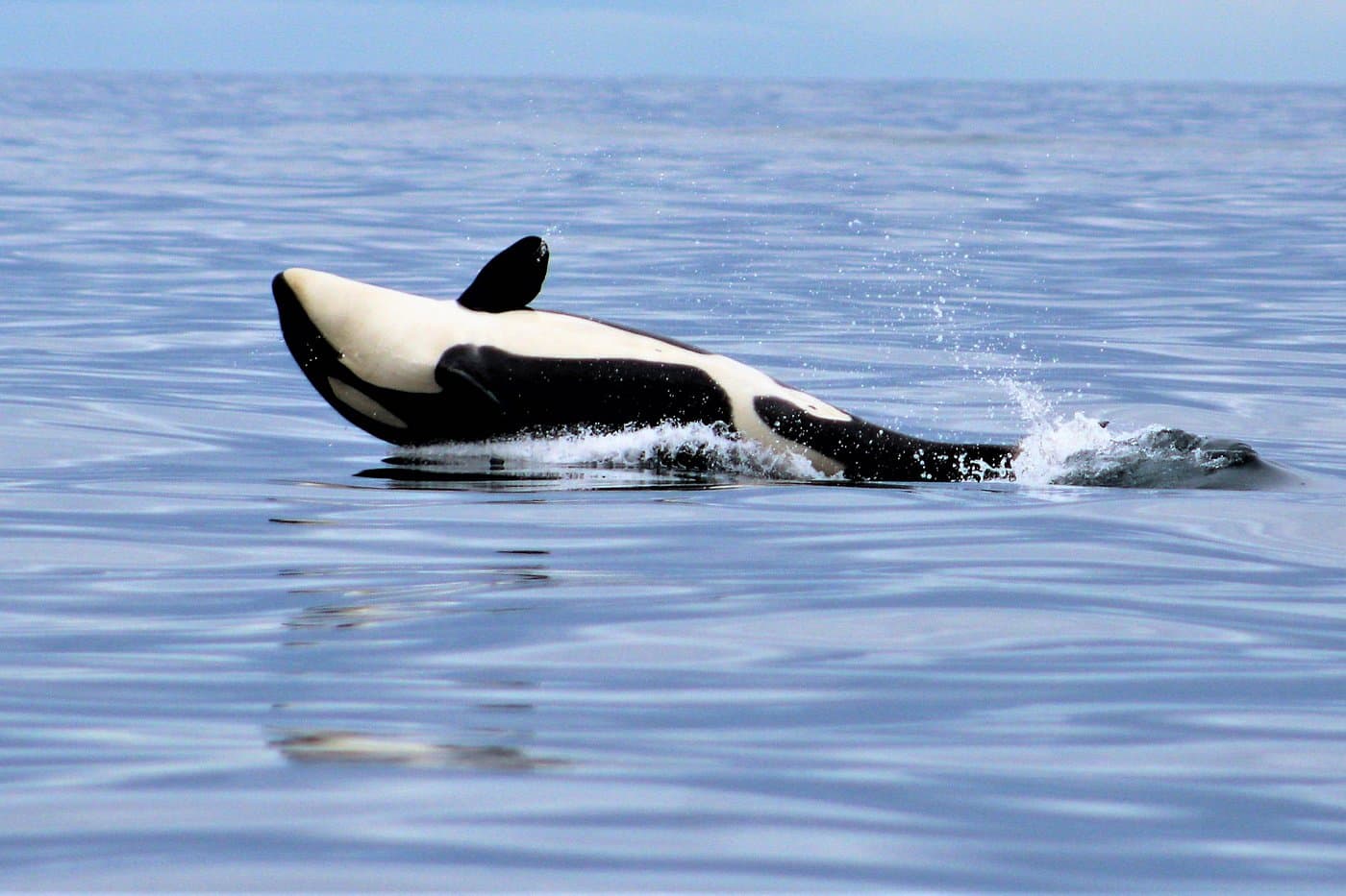 4 Hour Enduring Whale & Wildlife Tour