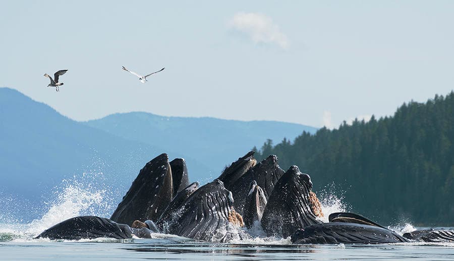 Paddle With Whales Kayak Adventure