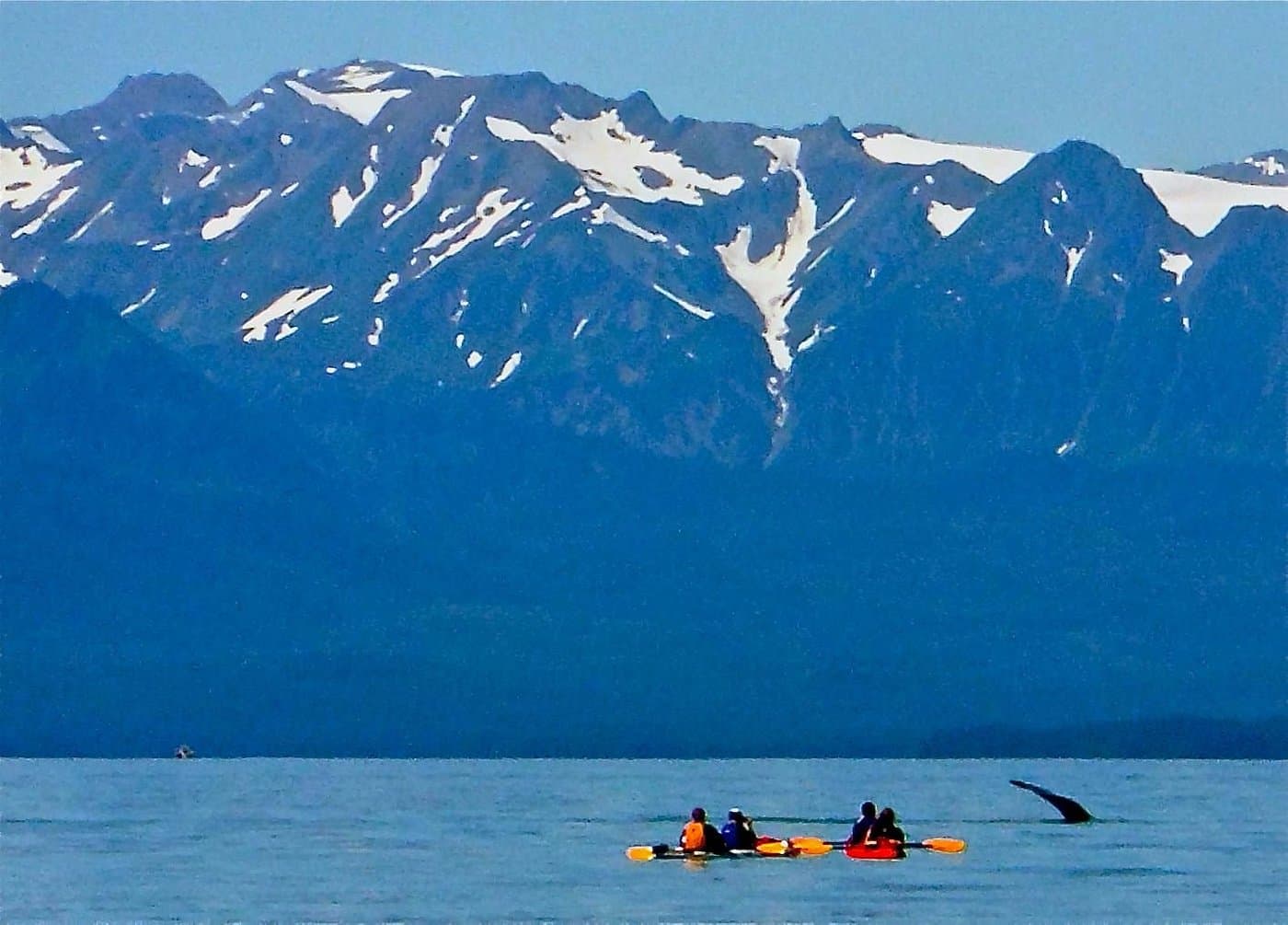 Paddle With Whales Kayak Adventure