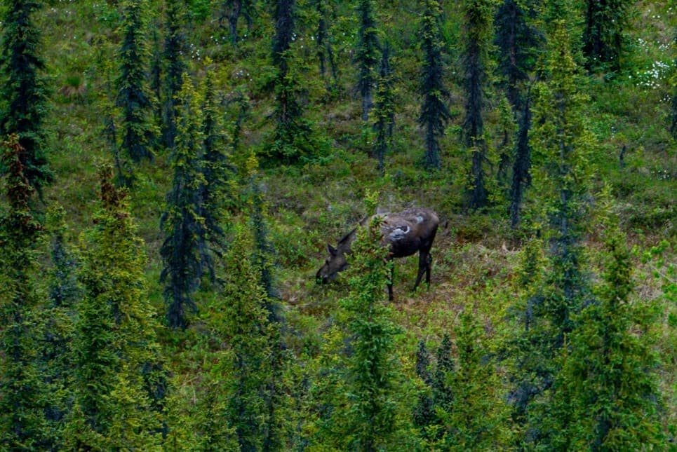 Naturalist Walking Tour at Denali National Park