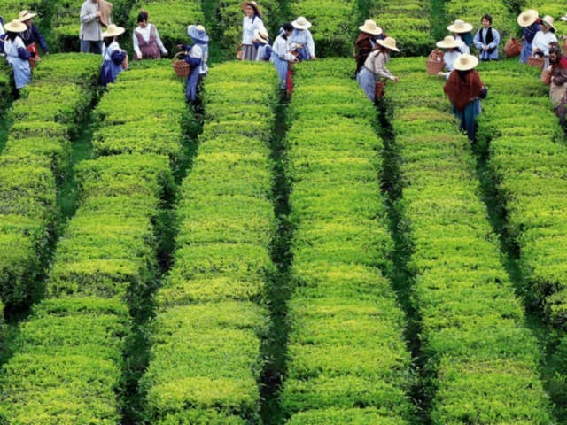 Full Day East Tour To Furnas Volcano, Tea Plantation & Hot Springs