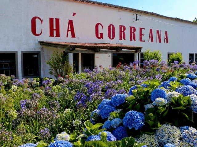 Full Day East Tour To Furnas Volcano, Tea Plantation & Hot Springs