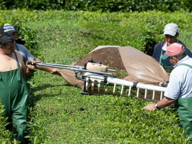 Full Day East Tour To Furnas Volcano, Tea Plantation & Hot Springs