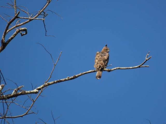 Beluran Wildlife Safari | Borneo