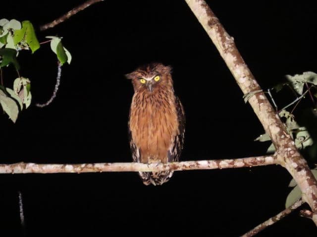 Beluran Wildlife Safari | Borneo