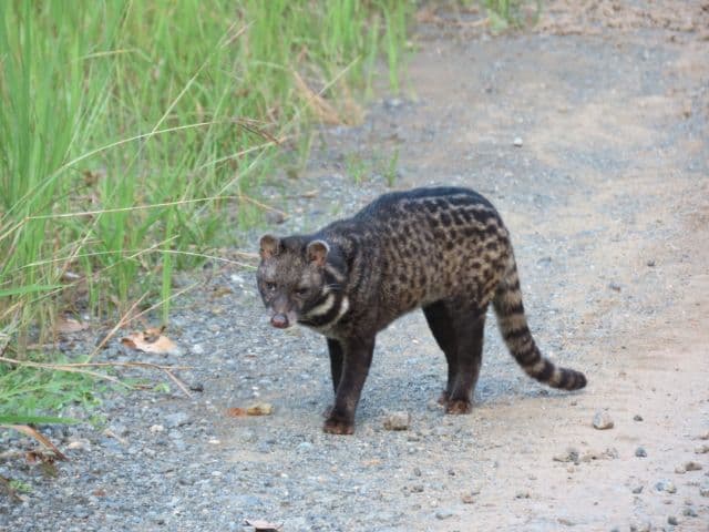 Beluran Wildlife Safari | Borneo