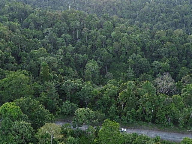 Beluran Wildlife Safari | Borneo