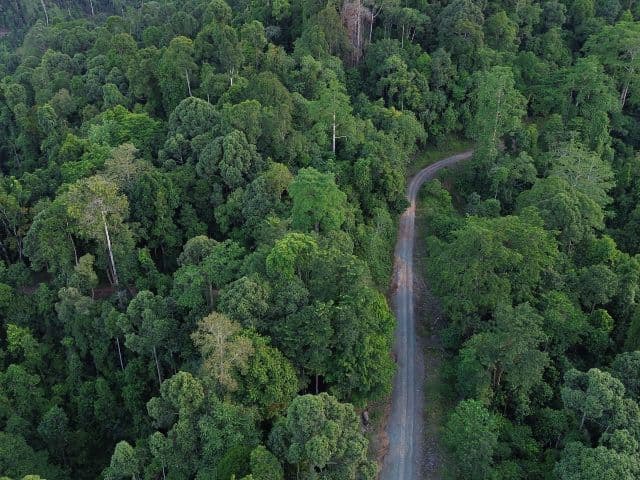 Beluran Wildlife Safari | Borneo