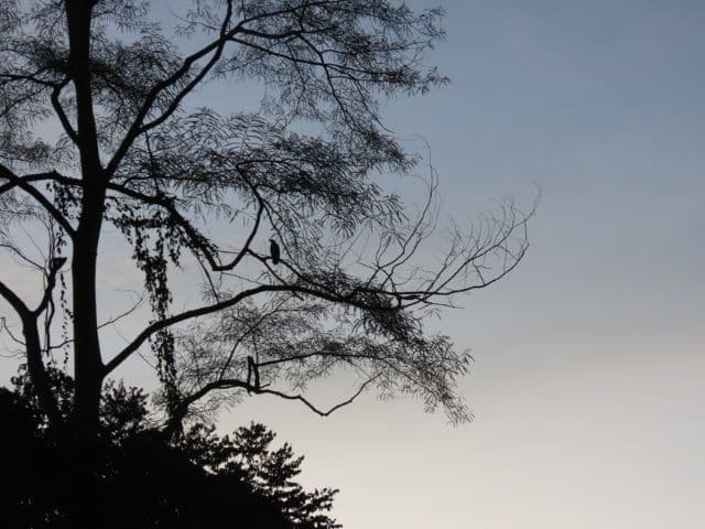 Beluran Wildlife Safari | Borneo