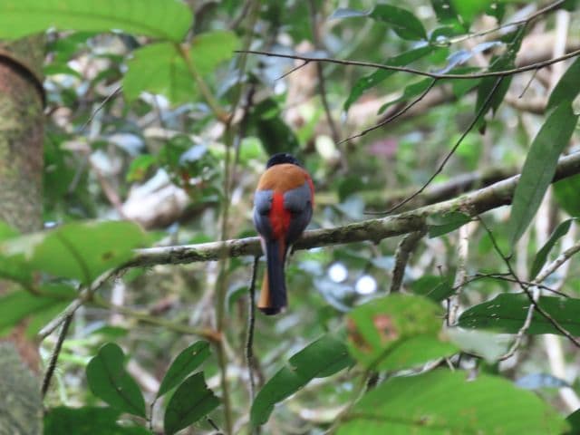Beluran Wildlife Safari | Borneo