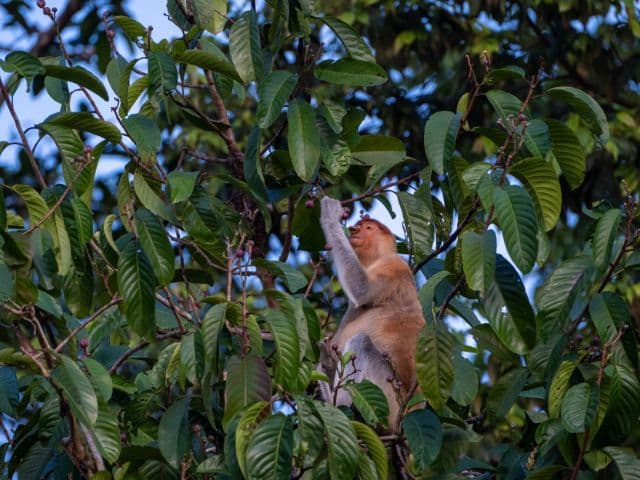 Kinabatangan wildlife safari | Borneo