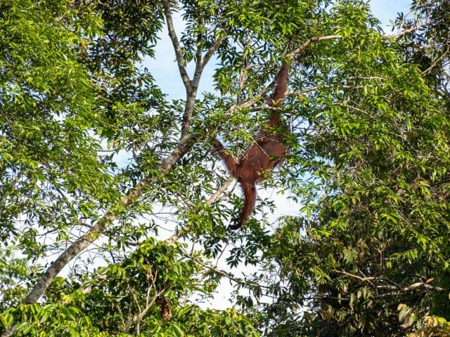 Tawau Hills and Kinabatangan wildlife safari | Borneo