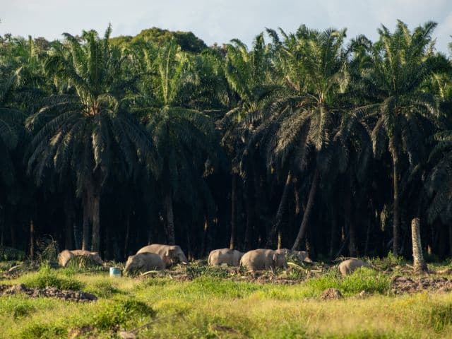 Kinabatangan wildlife safari | Borneo