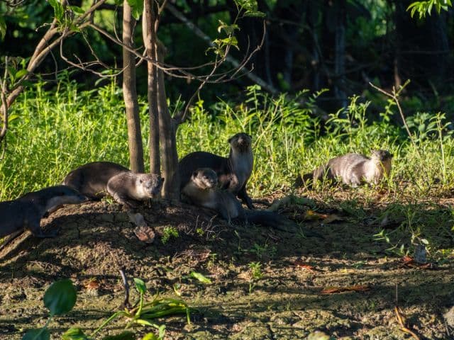 Kinabatangan wildlife safari | Borneo