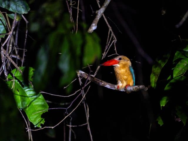Kinabatangan wildlife safari | Borneo