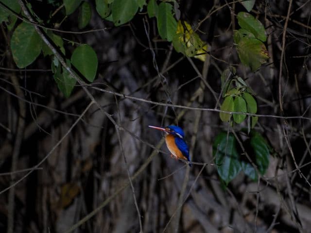 Kinabatangan wildlife safari | Borneo