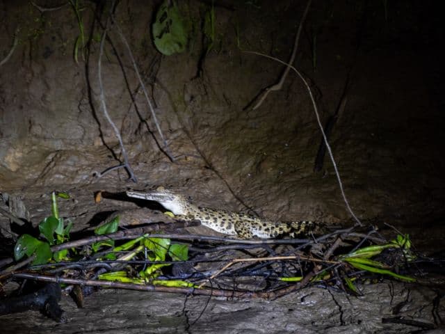 Kinabatangan wildlife safari | Borneo
