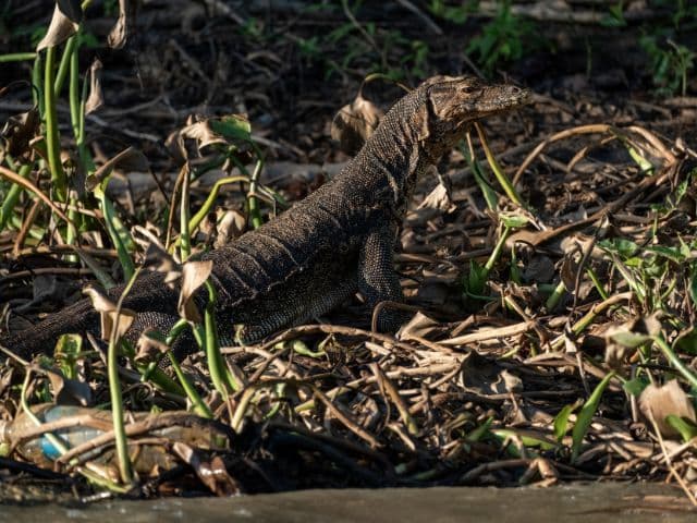 Kinabatangan wildlife safari | Borneo