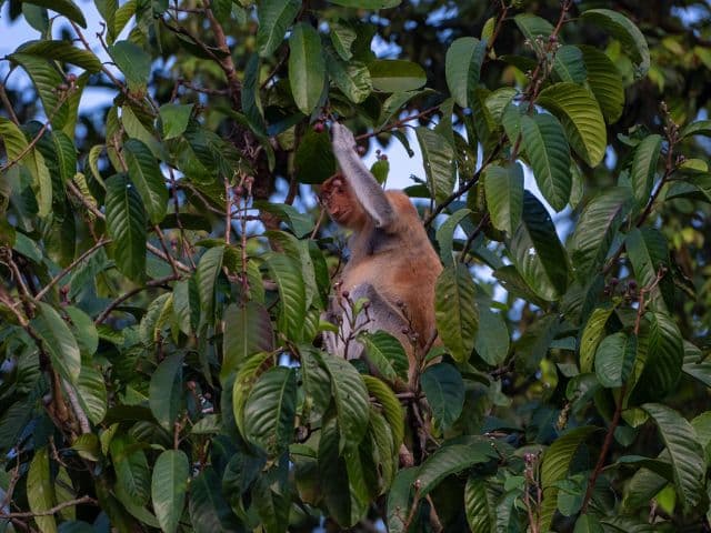 Tawau Hills and Kinabatangan wildlife safari | Borneo