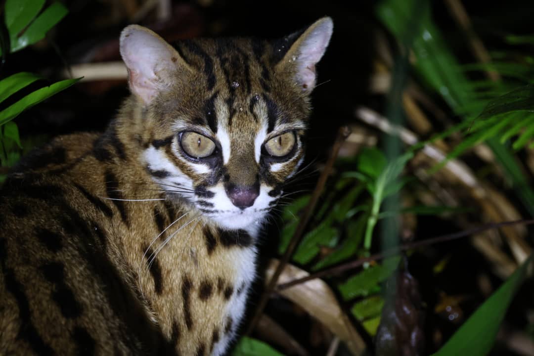 Tawau Night Safaris at INIKEA | Borneo