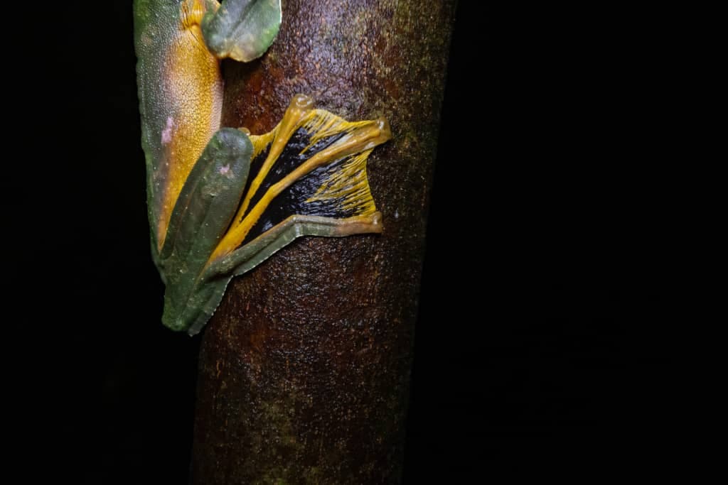 Tawau Night Safaris at INIKEA | Borneo