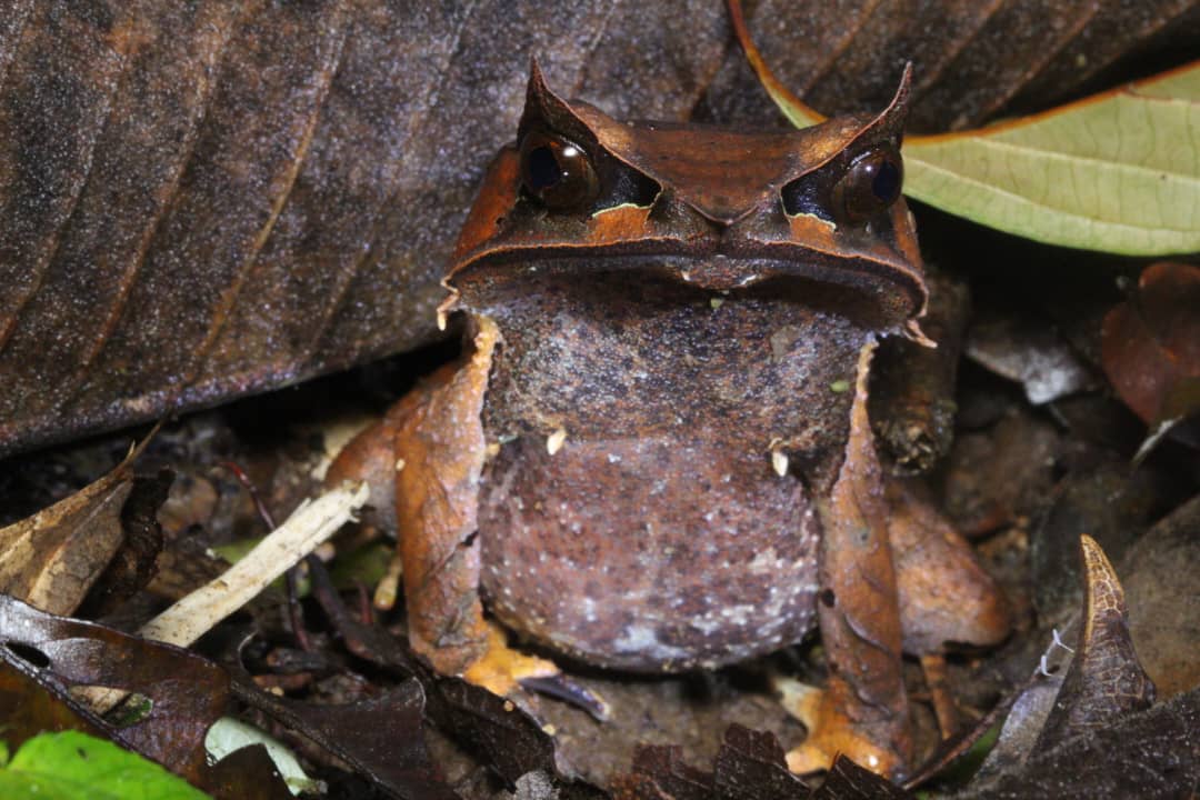Tawau Night Safaris at INIKEA | Borneo
