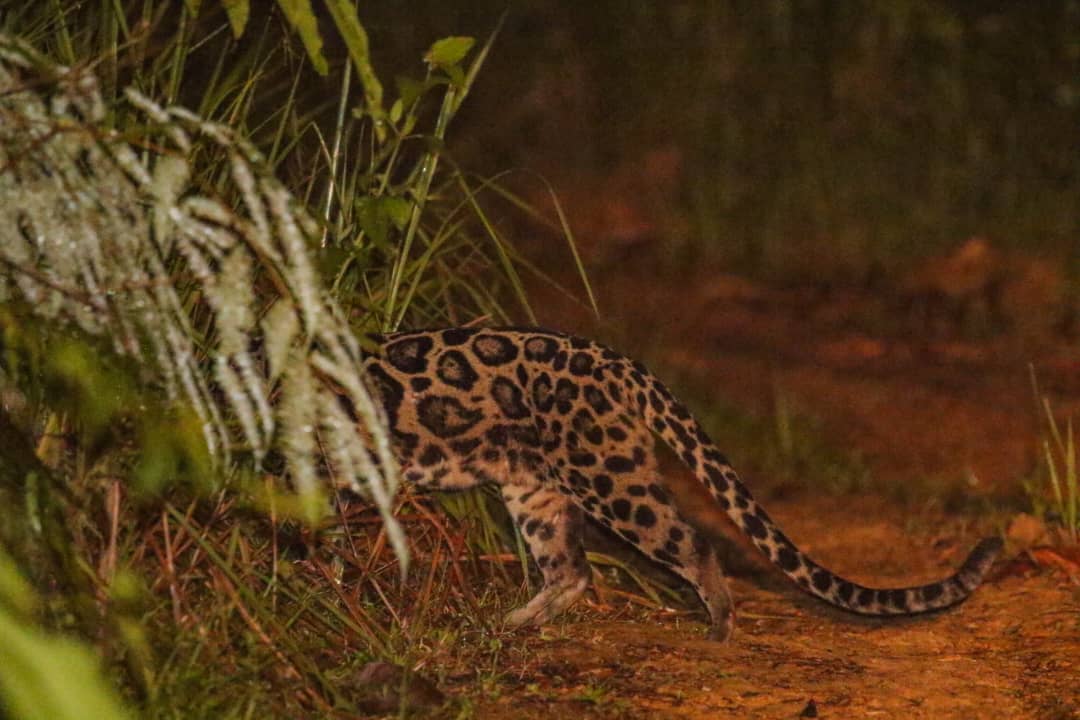 Brunei Wildlife Trip