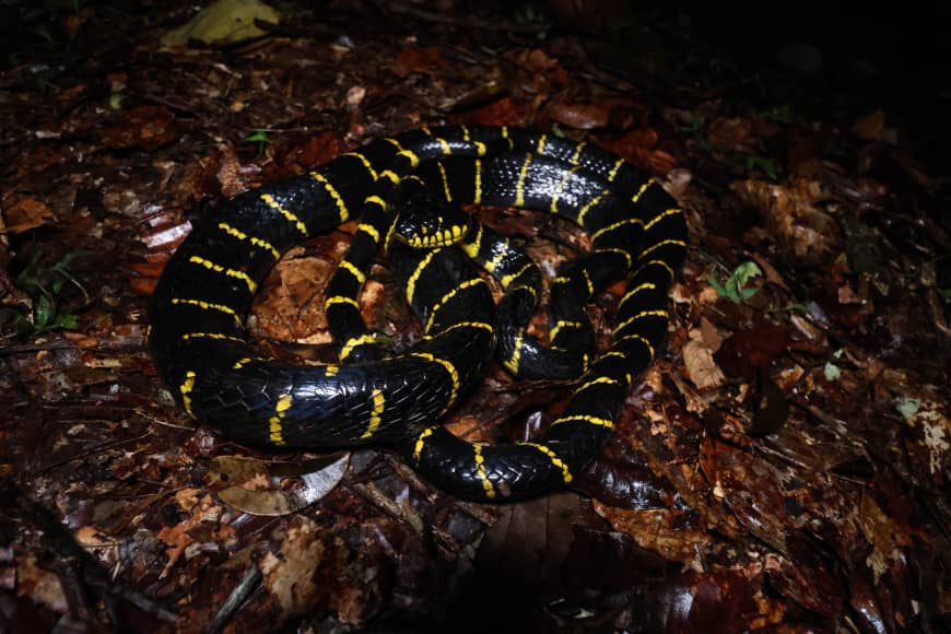 Brunei Wildlife Trip