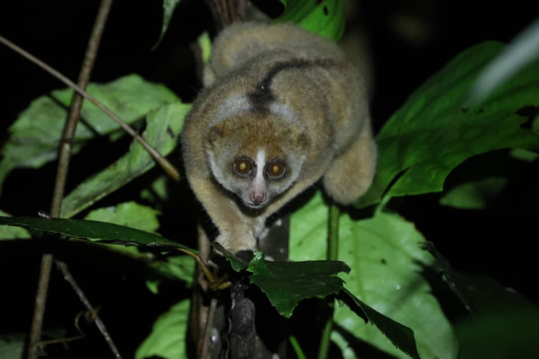 Tawau Night Safaris at INIKEA | Borneo