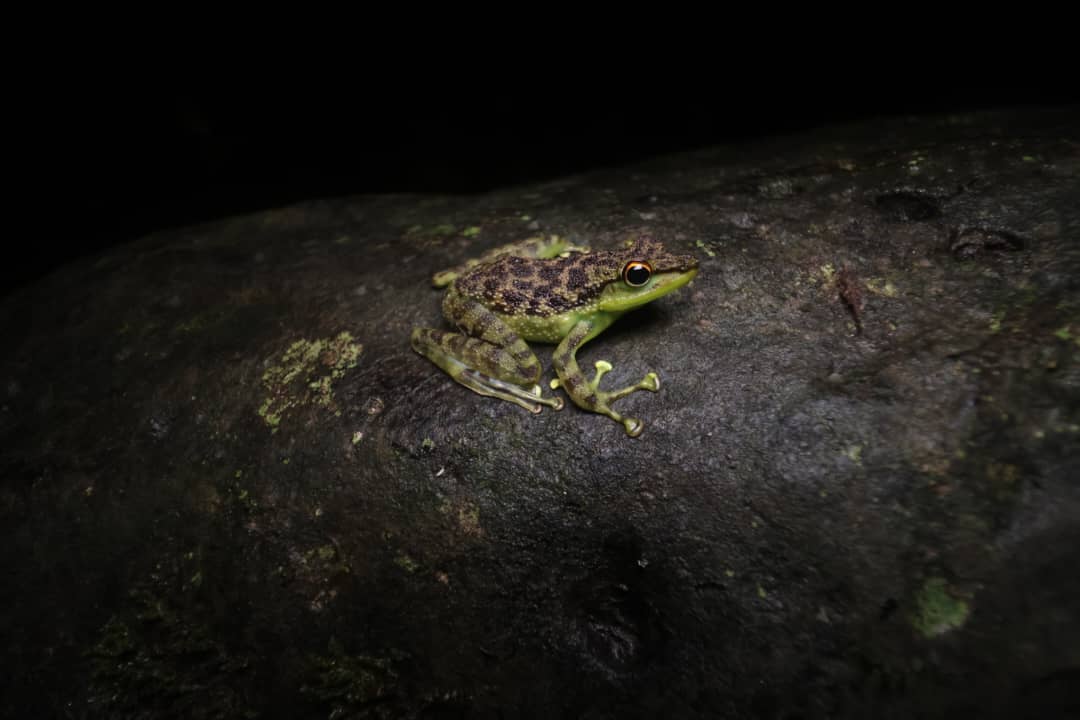 Tawau Night Safaris at INIKEA | Borneo