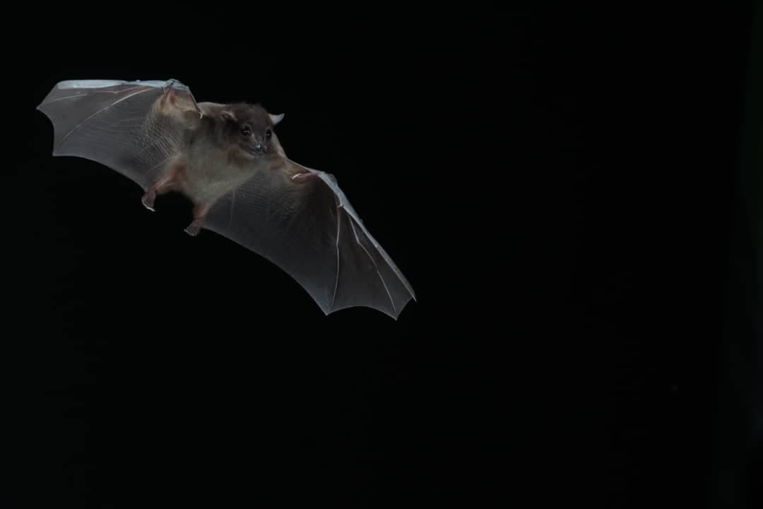 Tawau Night Safaris at INIKEA | Borneo