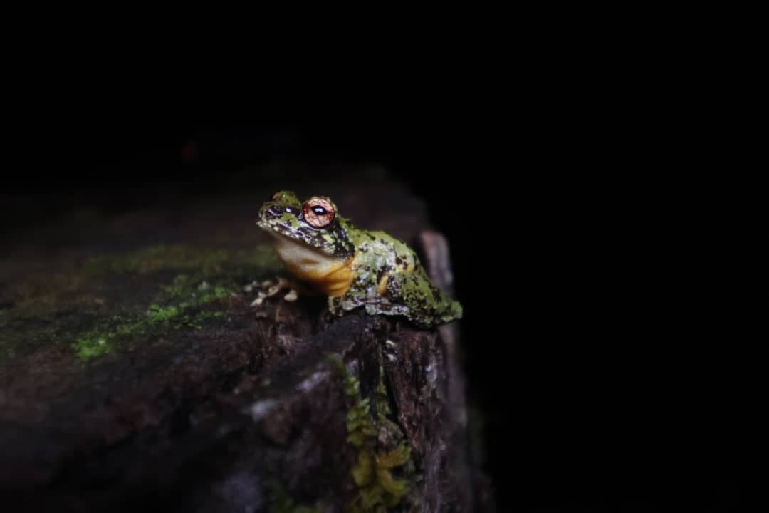 Tawau Night Safaris at INIKEA | Borneo