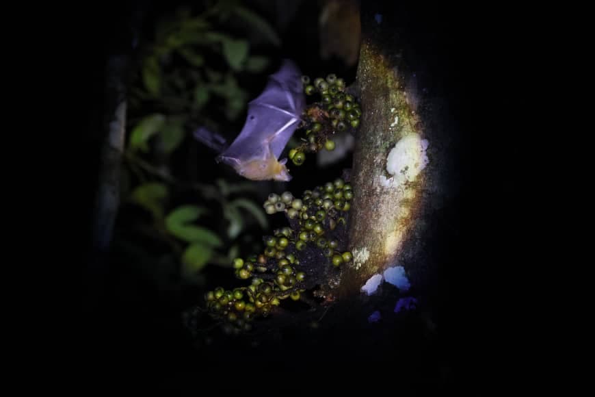 Brunei Wildlife Trip