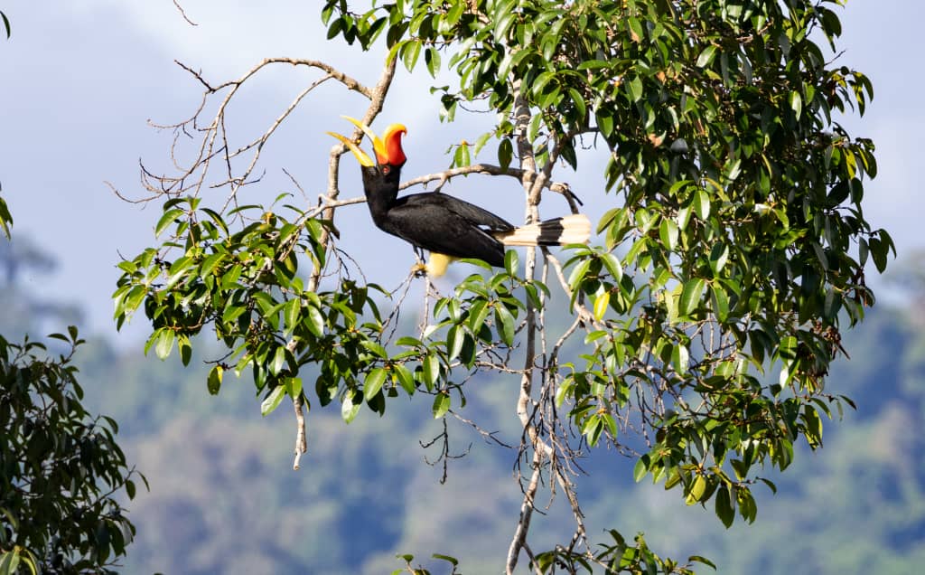 Tawau Hills and Kinabatangan wildlife safari | Borneo