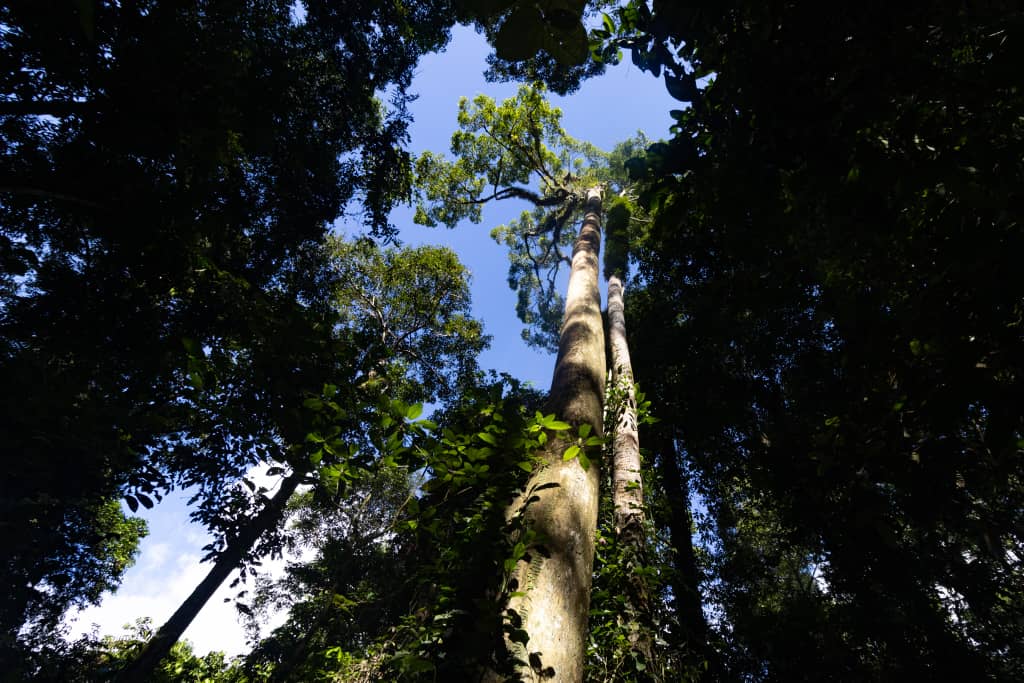 Tawau Hills and Kinabatangan wildlife safari | Borneo