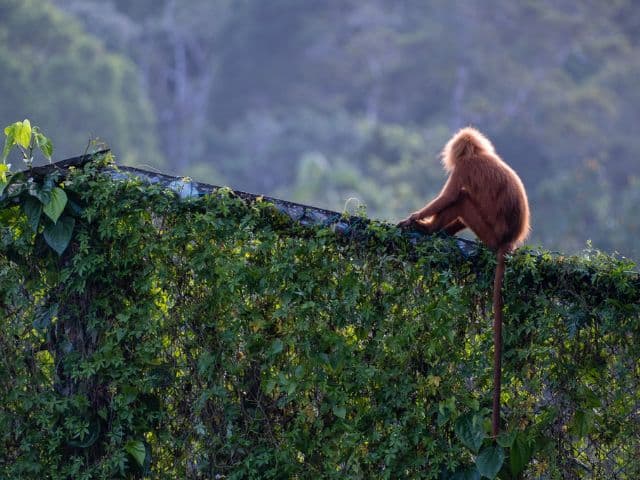 Tawau Hills and Kinabatangan wildlife safari | Borneo