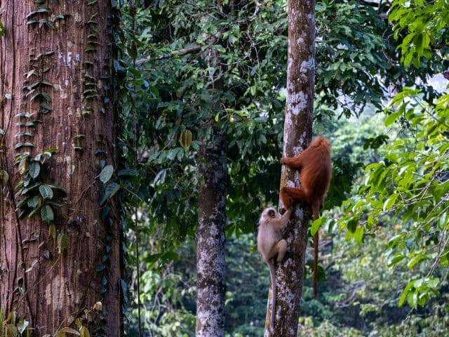 Tawau Hills and Kinabatangan wildlife safari | Borneo