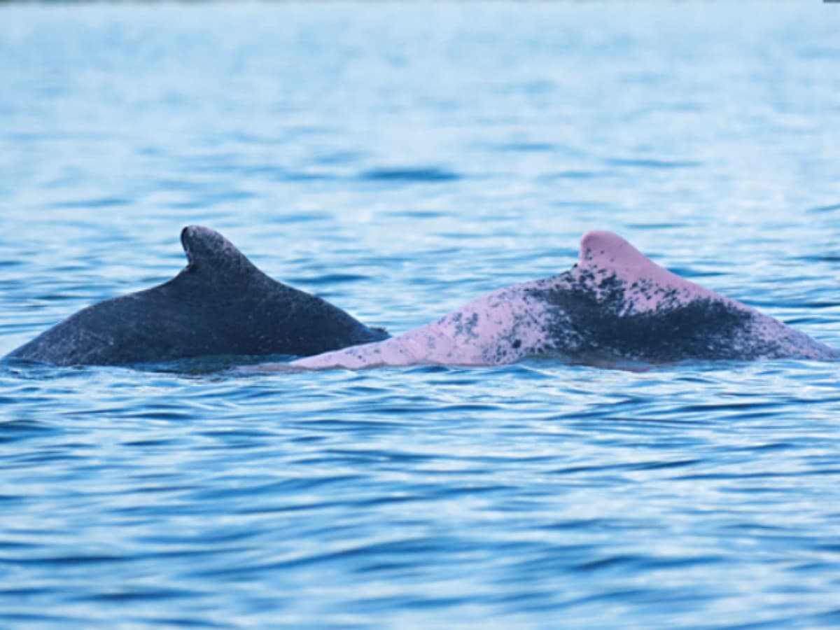 Tawau Mangrove Cruise | Borneo