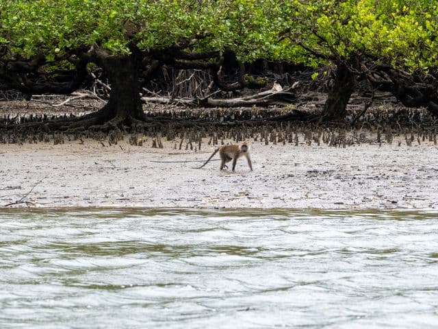 Tawau Mangrove Cruise | Borneo