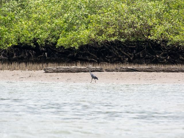 Tawau Mangrove Cruise | Borneo