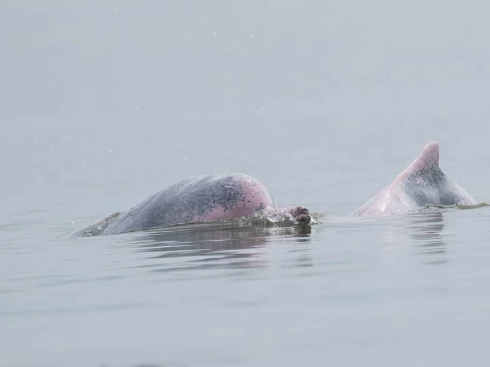 Tawau Mangrove Cruise | Borneo