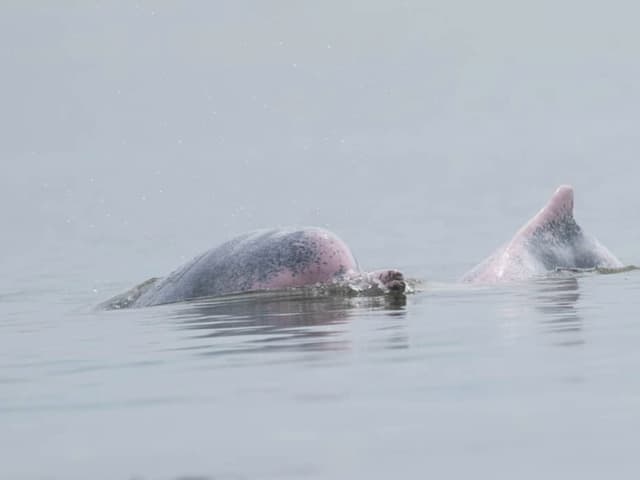 Tawau Mangrove Cruise | Borneo