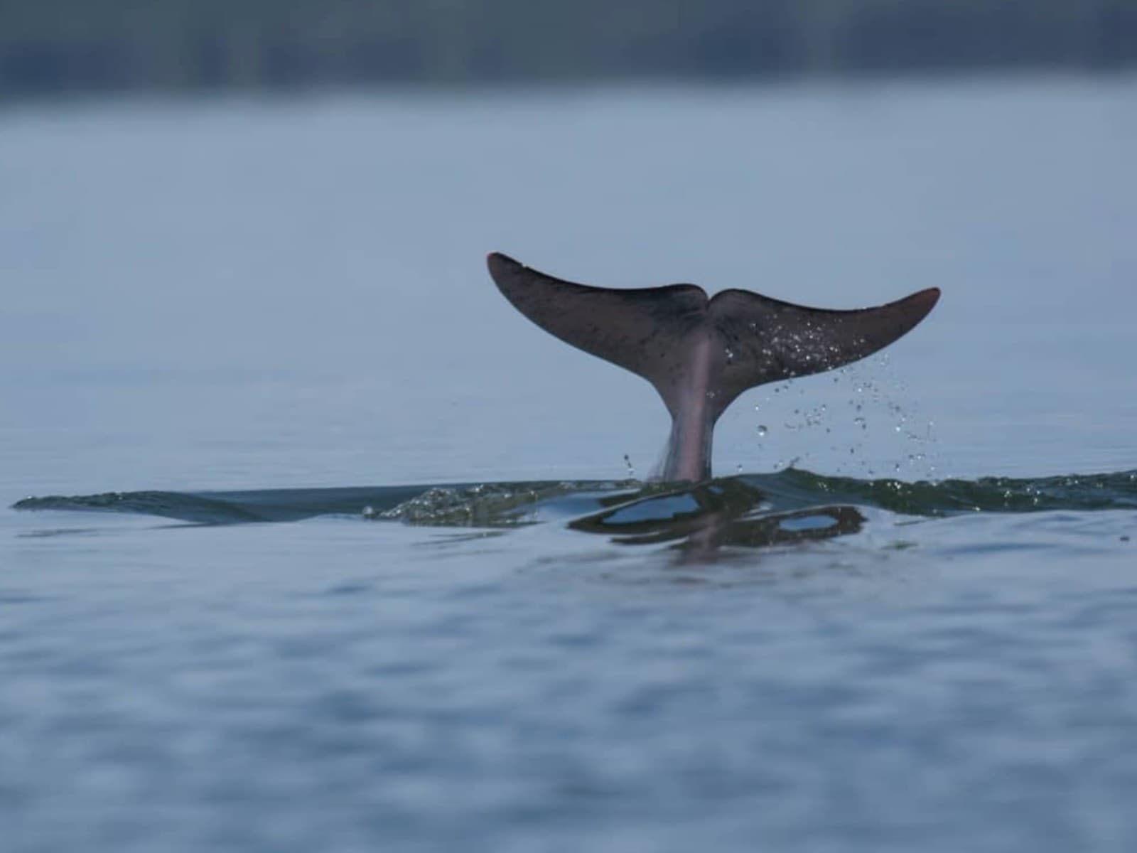 Tawau Mangrove Cruise | Borneo