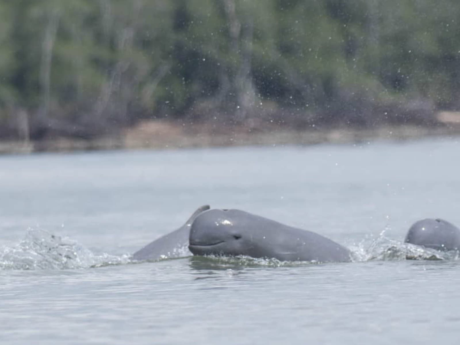 Tawau Mangrove Cruise | Borneo