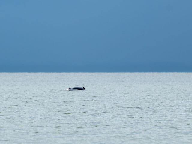 Tawau Mangrove Cruise | Borneo
